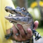 Cute baby alligator, mouth open, Everglades, Florida.