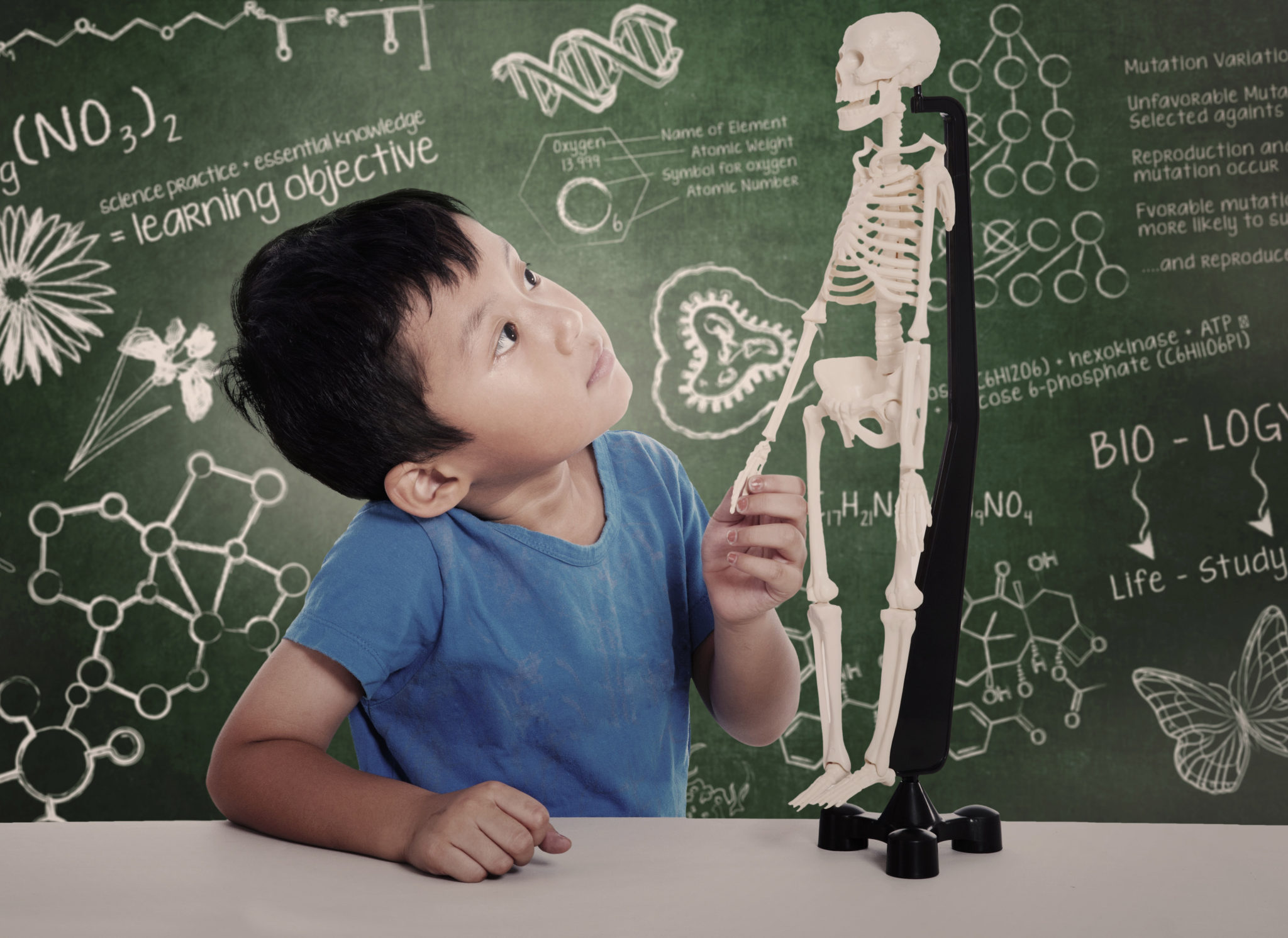 Anatomy Lessons for your Child